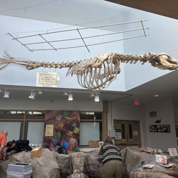 Hatfield Marine Science Center - Awesome elephant seal skeleton - Aquariums Near Me - Newport, Oregon Hatfield Marine Science Center - Awesome elephant seal skeleton - Aquariums Near Me - Newport, Oregon