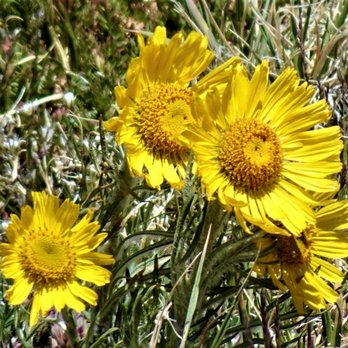 Alpine Ridge Trail - Amazing how these Alpine flowers grow so well at this elevation - Hiking Near Me Alpine Ridge Trail - Amazing how these Alpine flowers grow so well at this elevation - Hiking Near Me