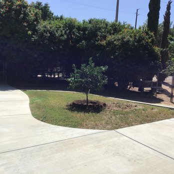 Moon Valley Nurseries - Lime Bearss - Tree Services Near Me - Chino, California Moon Valley Nurseries - Lime Bearss - Tree Services Near Me - Chino, California
