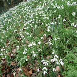 Capital Ring - Section 1: Woolwich Foot Tunnel To Falconwood - Gorgeous bank of snowdrops in Maryon Park