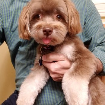 Pet Friendly Grooming Salon - Pet Groomers Near Me - Chicago, Illinois Pet Friendly Grooming Salon - Pet Groomers Near Me - Chicago, Illinois