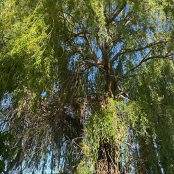 Fall Line Tree Services