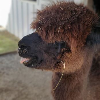 Faraway Farm Alpacas - Farms Near Me - Yorktown Heights, New York Faraway Farm Alpacas - Farms Near Me - Yorktown Heights, New York