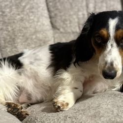 Bluegrass Vet - Our sweet little doxie girl.