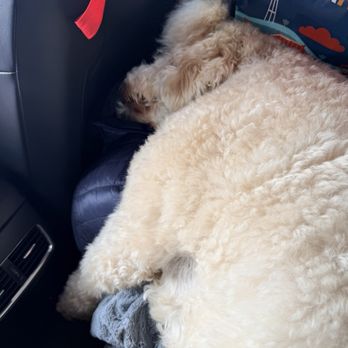 Island Pet Movers - In her final leg to Sacramento! Tired, but who isn't after a plane ride?! - Pet Transportation Near Me - Honolulu, Hawaii Island Pet Movers - In her final leg to Sacramento! Tired, but who isn't after a plane ride?! - Pet Transportation Near Me - Honolulu, Hawaii