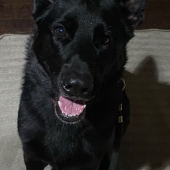 Dan Trains Dogs - Pet Training Near Me Dan Trains Dogs - Pet Training Near Me