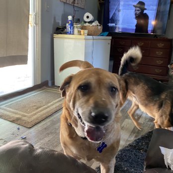Cera’s Petsitting Service - Pet Sitting Near Me