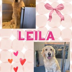 Teddy's Grooming Mobile Pet Salon - Leila