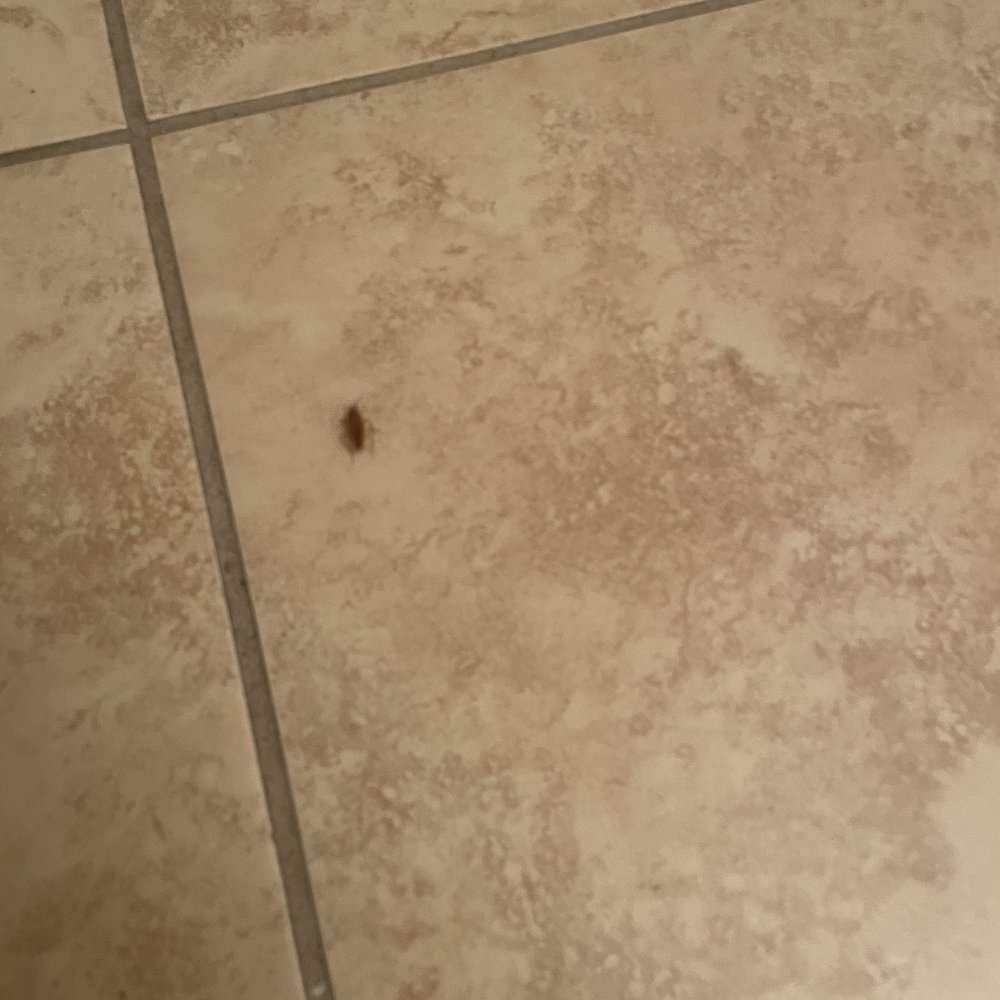Villa Regale - Pest infestation - Apartments Near Me - McAllen, Texas Villa Regale - Pest infestation - Apartments Near Me - McAllen, Texas