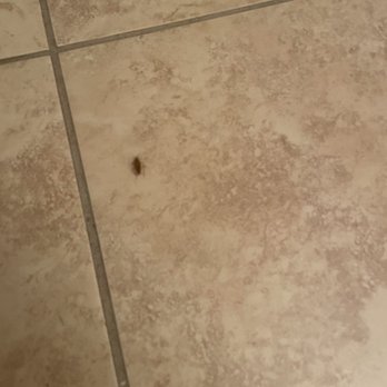 Villa Regale - Pest infestation - Apartments Near Me - McAllen, Texas