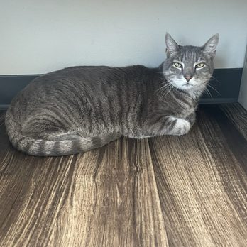 ZippiVet - My happy cat sidekick Tabari chilling on the exam room floor. He's so photogenic even sick at the vet. - Veterinarians Near Me - Kyle, Texas ZippiVet - My happy cat sidekick Tabari chilling on the exam room floor. He's so photogenic even sick at the vet. - Veterinarians Near Me - Kyle, Texas
