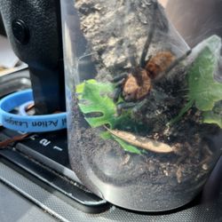 Chromatopelma cyanopubescense (green bottle blue tarantula)