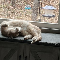 Burke County Friends For Animals Adoption Center - Living his best life!