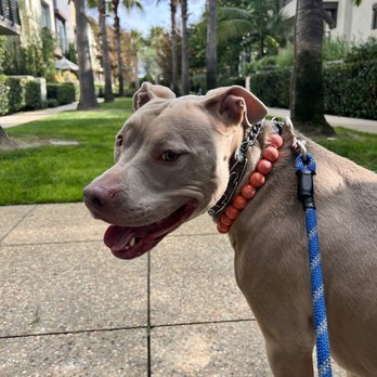 Penny's Pets PdR - Zeyla sitting and observing on leash. - Pet Training Near Me