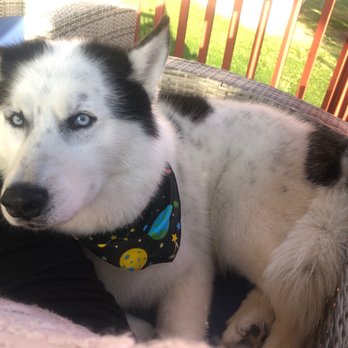 Royal Heirs Pet Spa - He does smell good and his feet were trimmed nicely - Pet Groomers Near Me - Wichita, Kansas Royal Heirs Pet Spa - He does smell good and his feet were trimmed nicely - Pet Groomers Near Me - Wichita, Kansas