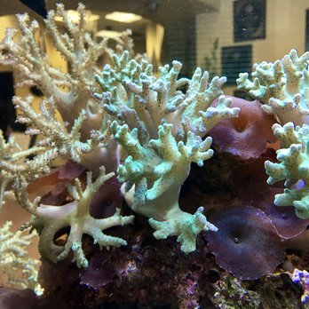 Reef Solutions - Aquarium Services Near Me Reef Solutions - Aquarium Services Near Me