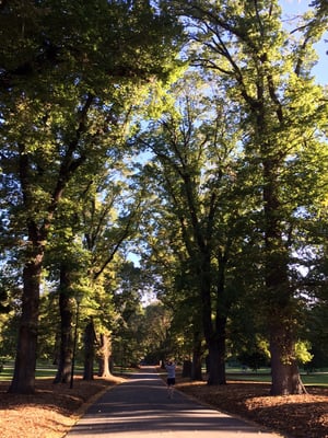 Fitzroy Gardens by null