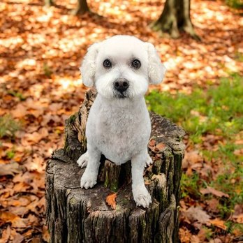 Shear Bliss Pet Salon - Pet Groomers Near Me - Waterloo, Iowa