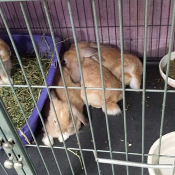 Bunny Bunch - Montclair - New Lop sisters - Pet Groomers Near Me - Montclair, California Bunny Bunch - Montclair - New Lop sisters - Pet Groomers Near Me - Montclair, California