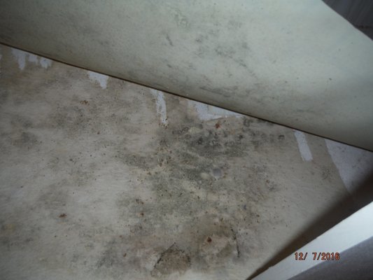 Photo of Dominguez Property Inspections - Coachella, CA, US. Interior home inspection - Mold growth discovered under bath sink