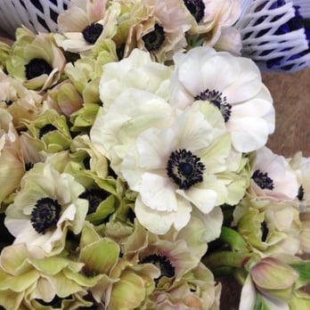 Fleurametz - Gorgeous anemones at Fleurametz. - Florists Near Me - Boston, Massachusetts Fleurametz - Gorgeous anemones at Fleurametz. - Florists Near Me - Boston, Massachusetts