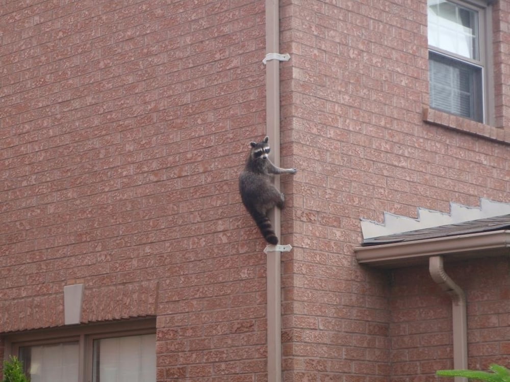 ALL CANADIAN WILDLIFE CONTROL Updated July 2024 64 Ruta Cres, Ontario Pest