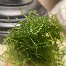 fake java moss--still fluffy after being on kitchen counter for a week, not one blemish in sight