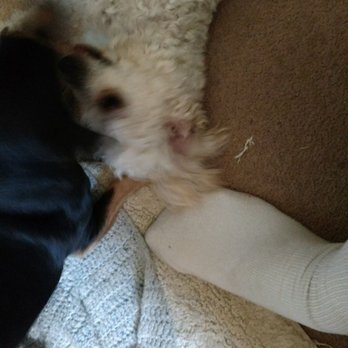 Clark James H DVM - Lil, Missy & Trouble at Play! - Veterinarians Near Me - Indio, California