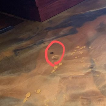 El Cazador - Picture is a bit blurry but I have highlighted the cockroach in red. - Mexican Near Me - Cameron, North Carolina El Cazador - Picture is a bit blurry but I have highlighted the cockroach in red. - Mexican Near Me - Cameron, North Carolina