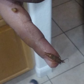 Taco Pancho - Yup, a roach! soft taco from Taco Pancho, meat ran down hand, went to wipe & noticed it wasn't meat at all! A fukin roach in the TACO MEAT! - Mexican Near Me - Cape Coral, Florida Taco Pancho - Yup, a roach! soft taco from Taco Pancho, meat ran down hand, went to wipe & noticed it wasn't meat at all! A fukin roach in the TACO MEAT! - Mexican Near Me - Cape Coral, Florida