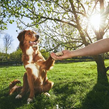 Karma Dog Training - Pet Training Near Me - Georgetown, Texas Karma Dog Training - Pet Training Near Me - Georgetown, Texas