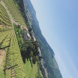 Pulling up to vineyard