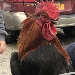 Farm fresh Farm fresh