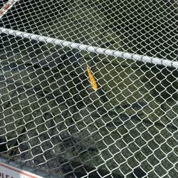 Li’l-le-Hi trout nursery