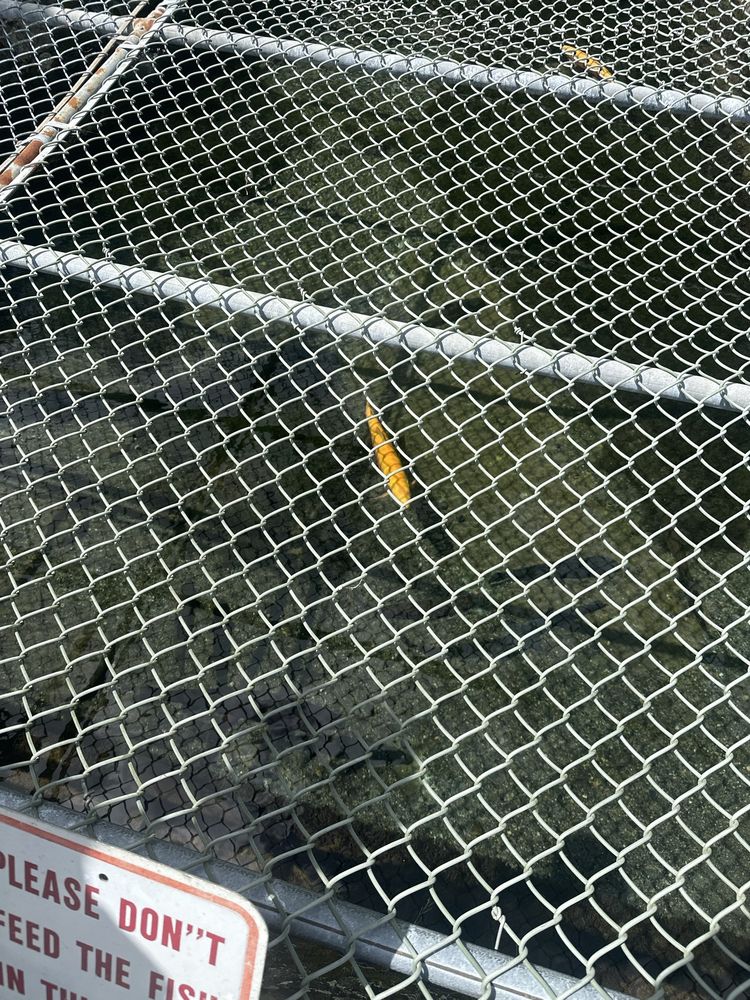 Li’l-le-Hi trout nursery Image