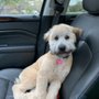 Photo of Nancy & Dees's Dog Grooming