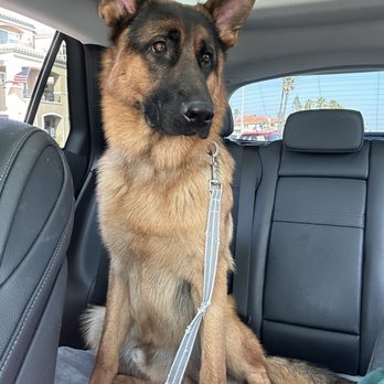Heaven Sent K-9 Dog Training - Pet Training Near Me Heaven Sent K-9 Dog Training - Pet Training Near Me