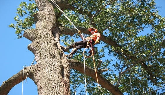 Custom Cuts Tree Care - tree service in Broken Arrow, OK