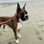 Photo of Inclusive Canine