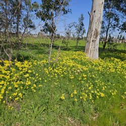 North Laguna Creek Wildlife Area - Early Spring blooms