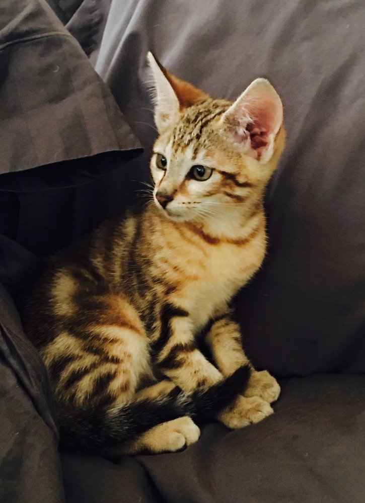 MY SPOILED PET 609 Photos & 44 Reviews 3902 Mesa Dr, Oceanside, California Pet Sitting