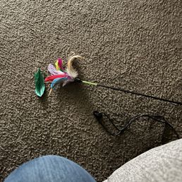 Feather  toy falling apartment after a couple of seconds playing