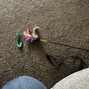 Petco - Feather  toy falling apartment after a couple of seconds playing - Pet Training Near Me - Buena Park, California