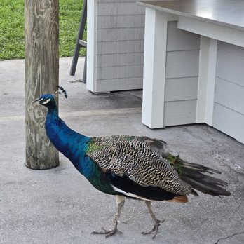 Weeki Wachee Springs - Peacock - Amusement Parks Near Me - Spring Hill, Florida