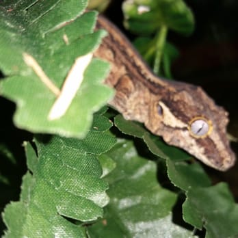 Zookeeper - Gargoyle gecko I got. - Pet Stores Near Me - Austin, Texas Zookeeper - Gargoyle gecko I got. - Pet Stores Near Me - Austin, Texas