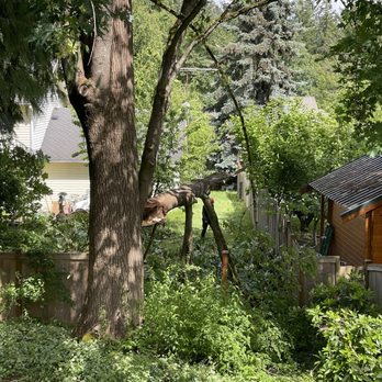 Western Washington Tree Service - Taking the branches off of the major limb one at a time to prevent any damage to the shed or fences. - Tree Services Near Me - Duvall, Washington Western Washington Tree Service - Taking the branches off of the major limb one at a time to prevent any damage to the shed or fences. - Tree Services Near Me - Duvall, Washington