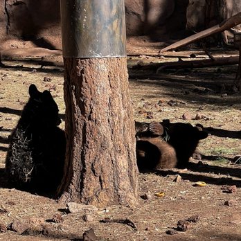 Bearizona - Zoos Near Me - Williams, Arizona Bearizona - Zoos Near Me - Williams, Arizona
