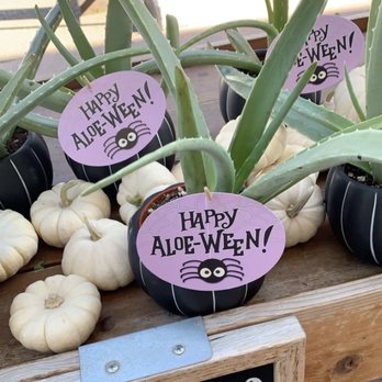 Trader Joe's - The cutest seasonal plants! - Grocery Near Me - Seattle, Washington Trader Joe's - The cutest seasonal plants! - Grocery Near Me - Seattle, Washington