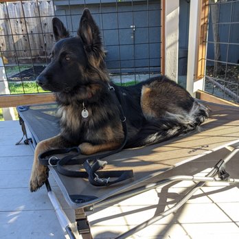 Bay Area Balanced Dog Training - Pet Training Near Me