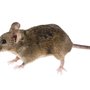 Photo of Bug Off Pest Services